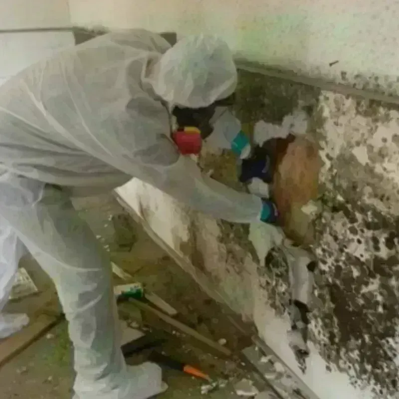 Mold Remediation and Removal in Sierra Blanca, TX